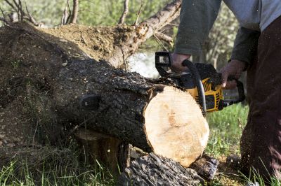 Cost of Tree Removal — Cost of Tree Removal