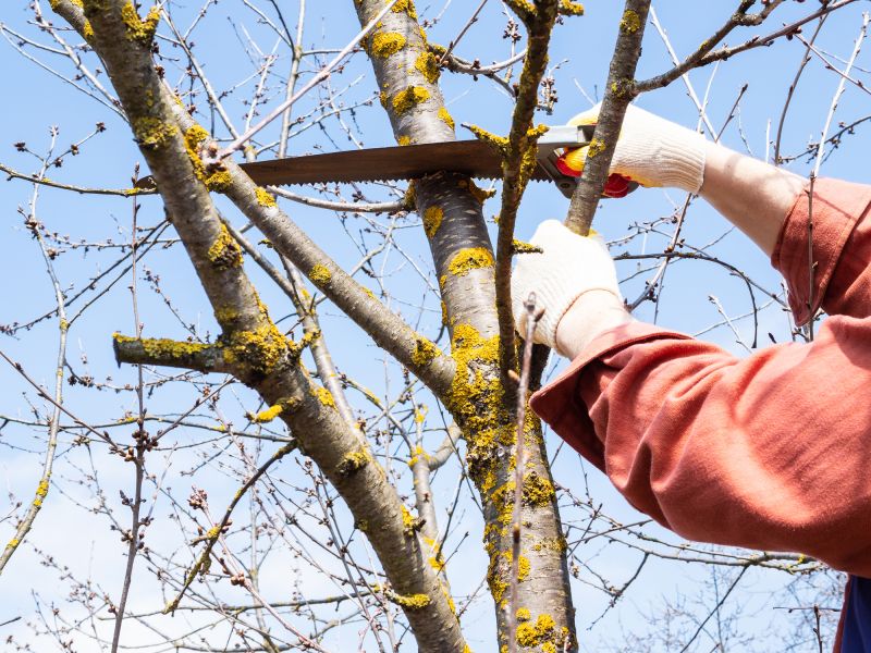 Cost of Tree Removal — Cost of Tree Removal