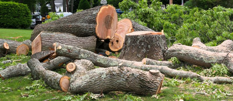 Cost of Tree Removal — Cost of Tree Removal