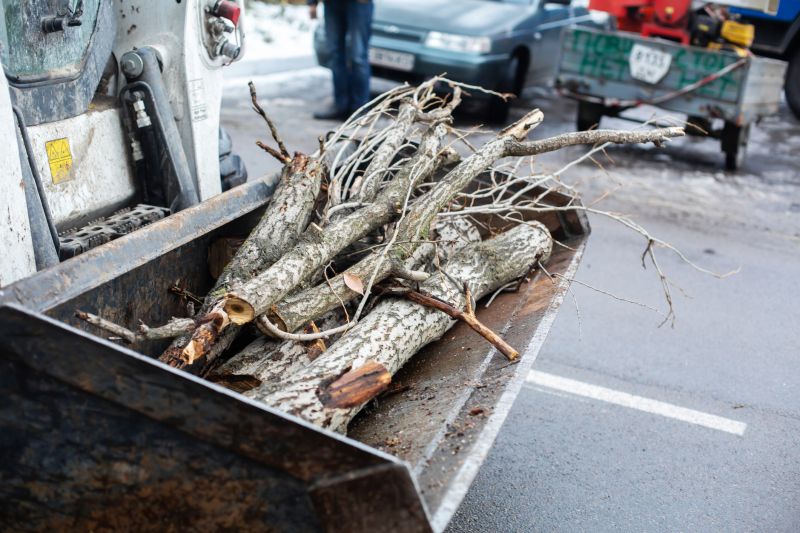 Cost of Tree Removal — Cost of Tree Removal