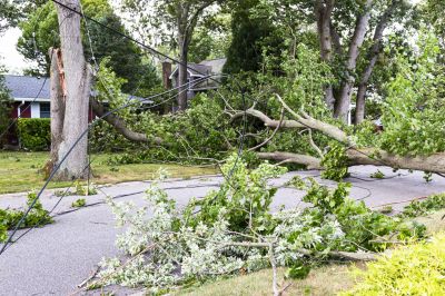 Tree Debris Piled Up