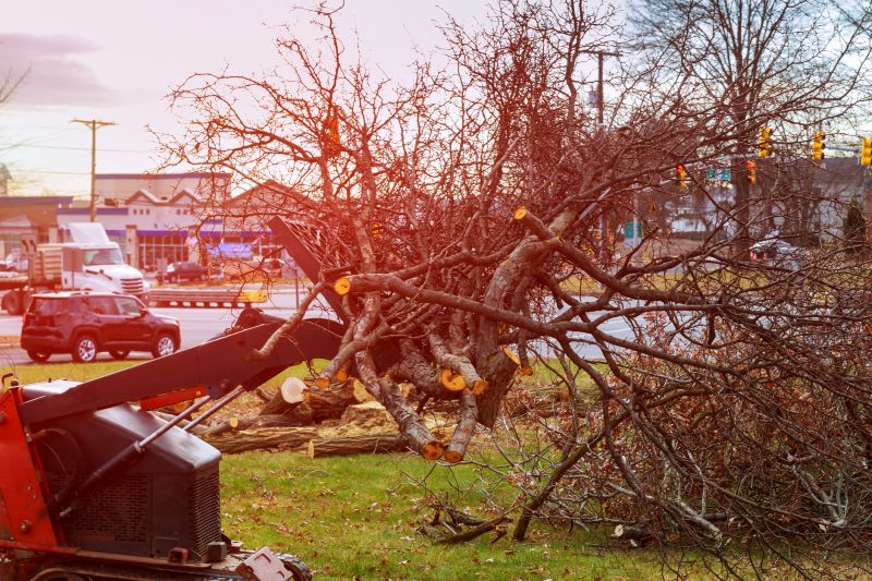 Tree Removal Equipment in Winter