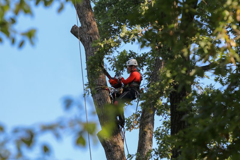 Licensed Arborists