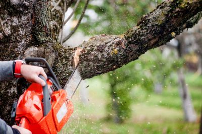Tree Care Companies