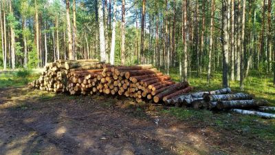 Get Professional Tree Removal Services!