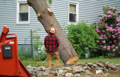 Remove a Diseased Tree!