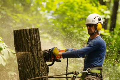 Safely Remove Trees!