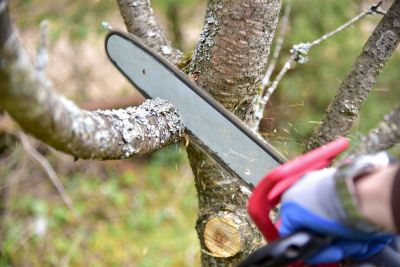 Trim and Prune Trees!